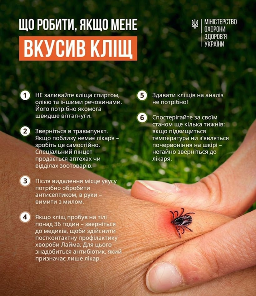 🛑 Обережно, кліщі! Поради лікаря - епідеміолога: що робити, щоб пікнік не закінчився у травмпункті!